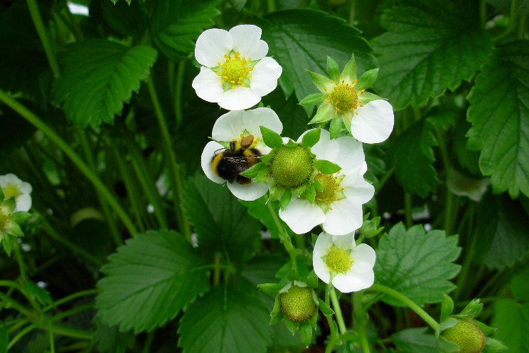 Bumblebee pollination can improve shelf life