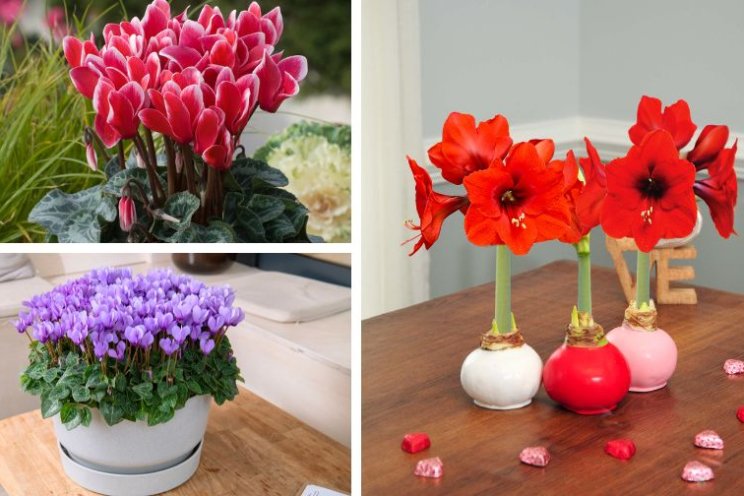 New trends in Cyclamen and Amaryllis varieties