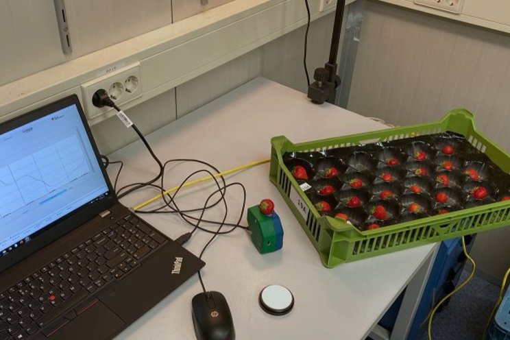 Infrared predicts consumer taste perception of strawberry