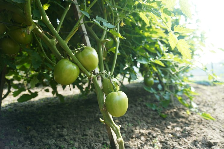 China's innovative farming tech delivers new veggie delights