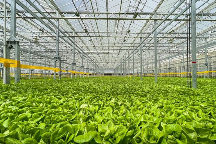 Gotham Greens opens second Colorado greenhouse