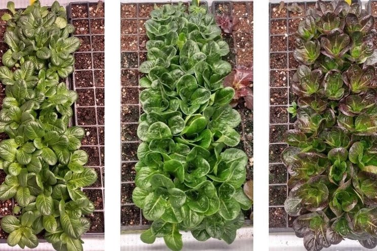 The benefits of DL in lettuce production