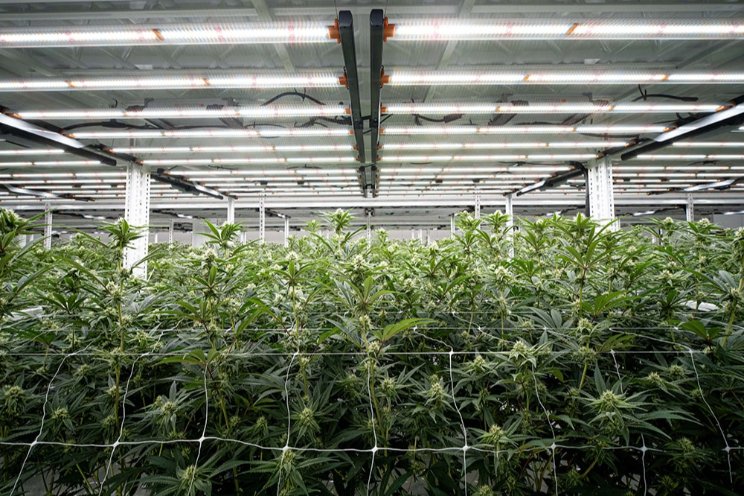 5 things every new grower should know