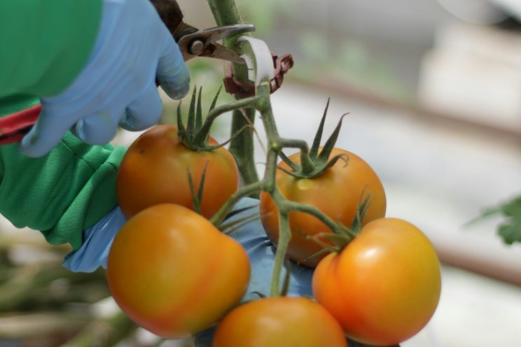 Morocco's tomato industry flourishes with 95% price increase since 2014