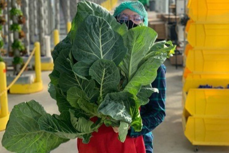 How to grow hydroponic collard greens