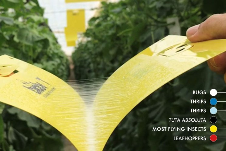 Sticky traps inform decision making in tomatoes