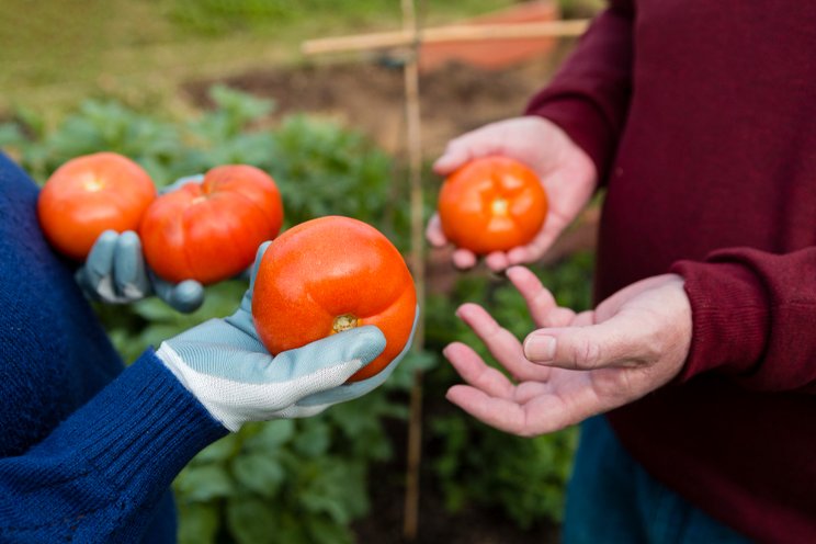 Prosperous greenhouses can help tomato flourish