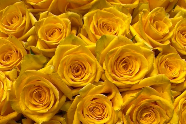 How new technology extends vase life of cut roses