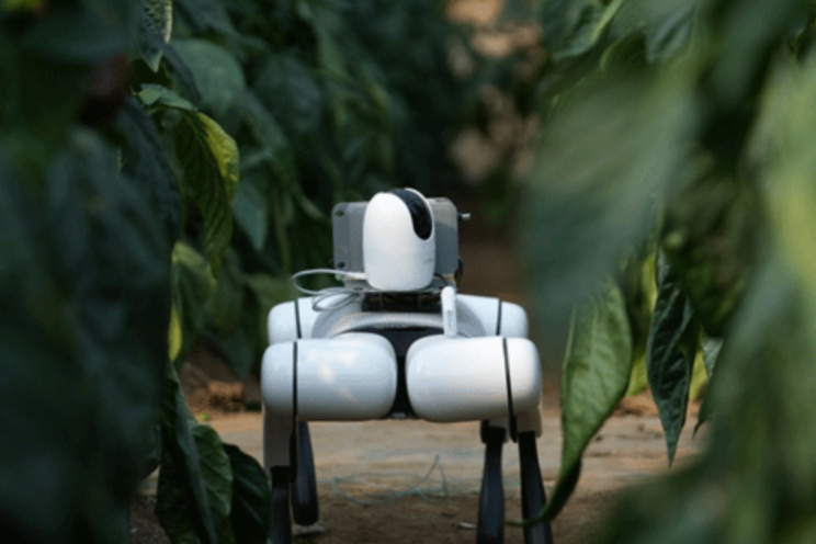 Robotic dogs revolutionize greenhouse inspections