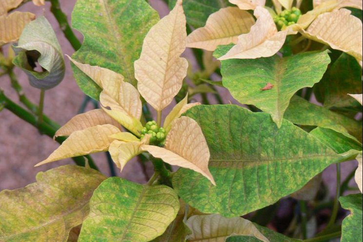 When managing pests in poinsettias, the earlier the better