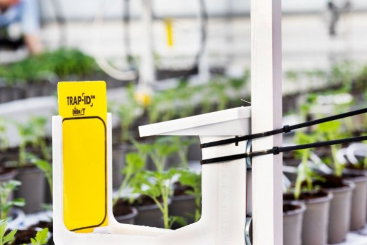 Biological crop protection in the Autonomous Greenhouse Challenge