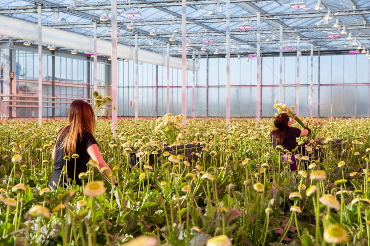 Joyride Horticulture re-establishes greenhouse horticulture as safe