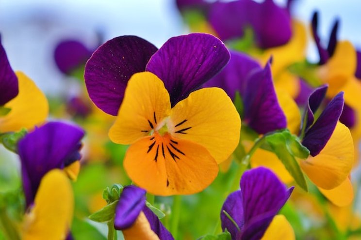 Watch out for iron deficiency in pansies