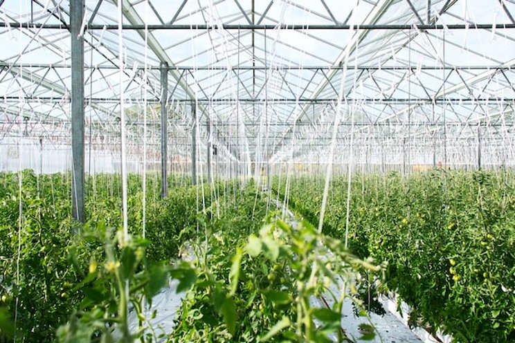 Rijk Zwaan continues to innovate - Hortimedia