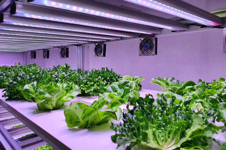 Vertical Farming: Feeding the future without trashing the planet