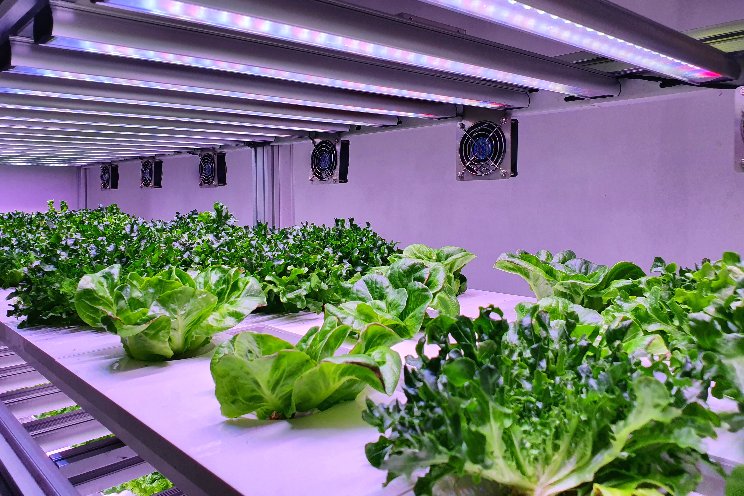 Why produce may soon be grown in total darkness