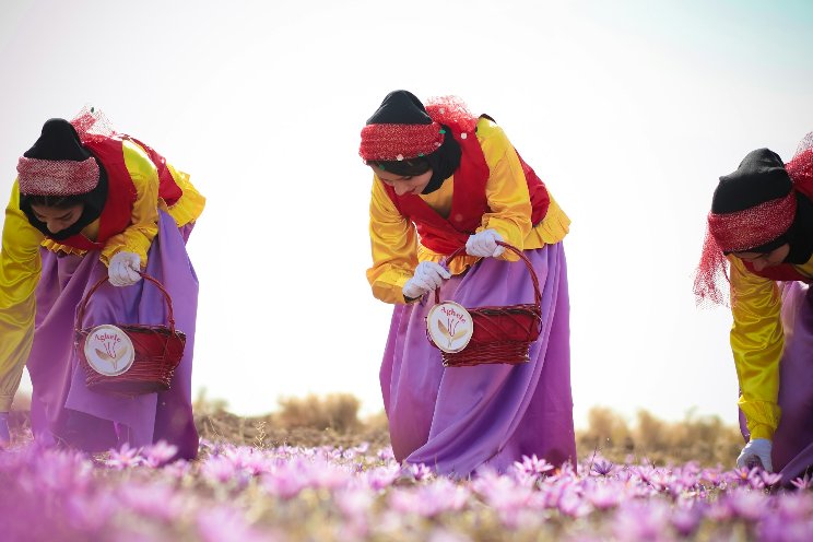 The rise of indoor farming in saffron cultivation