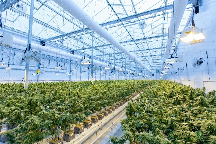 Can LED lights transform cannabis sustainability?