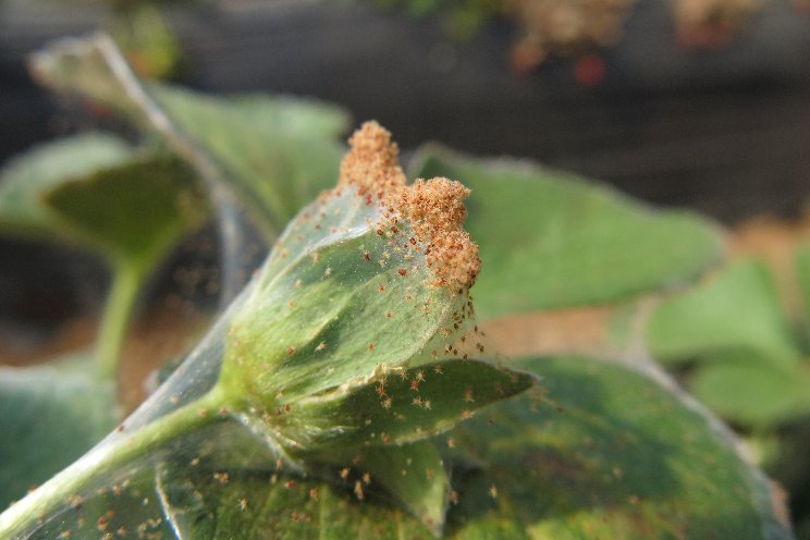 Safeguarding spider mite control with higher introduction rates