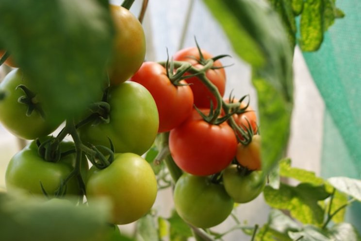 Tomato prices in Morocco soar