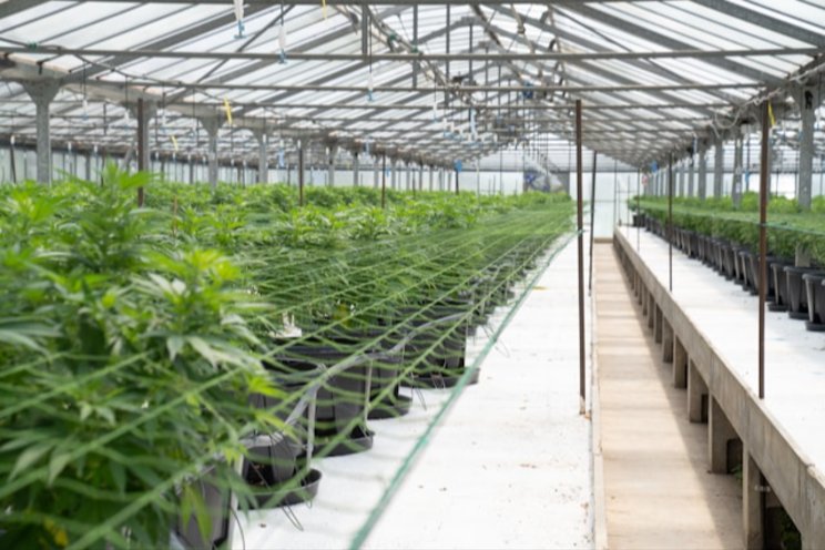 Inside the 'secret' £10m medicinal cannabis factory