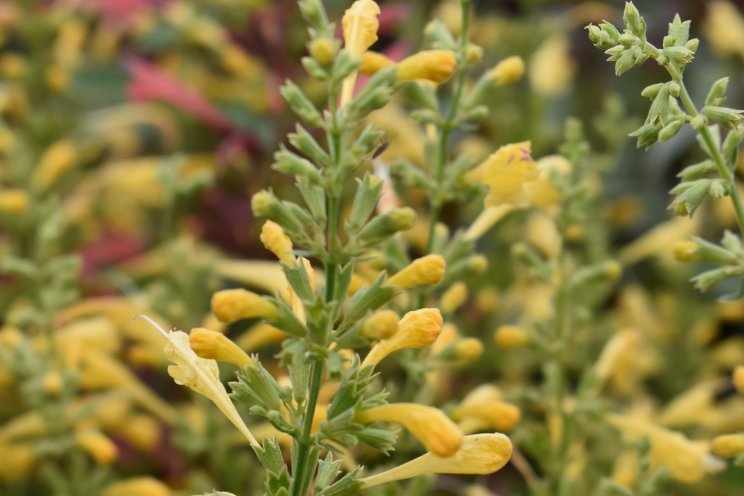 Agastache mexicana Summerlong Lemon