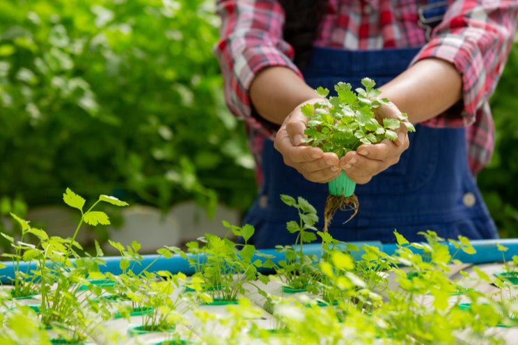 The science behind hydroponic food systems