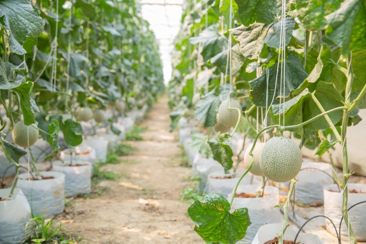 Greenhouse melon cultivation: Significant benefits