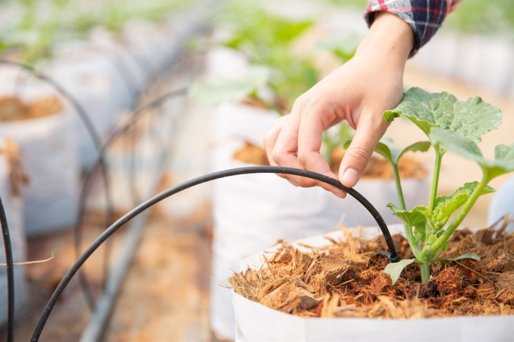 Enhancing your greenhouse with effective irrigation design