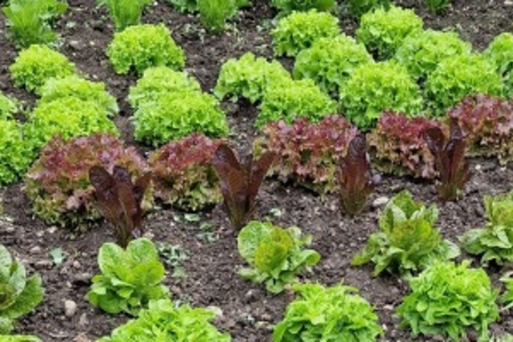 Year of the Sunflower & Lettuce highlighted wide diversity