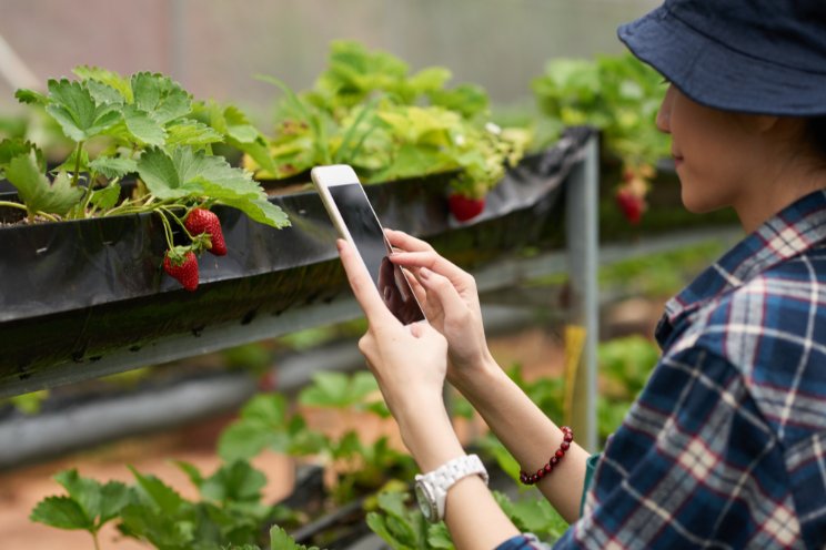 How smart agriculture in Laiwu transforms cultivation