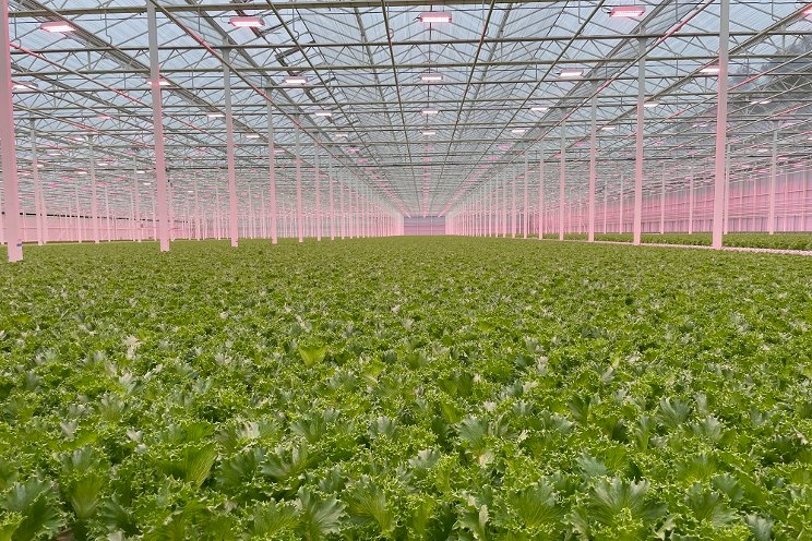 Better Future Farms: Fully automated, state-of-the-art greenhouse