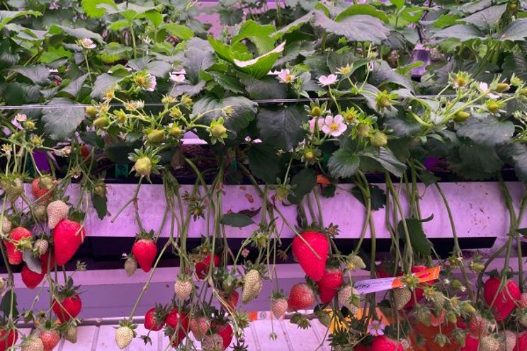 Guidelines for vertical farming growers