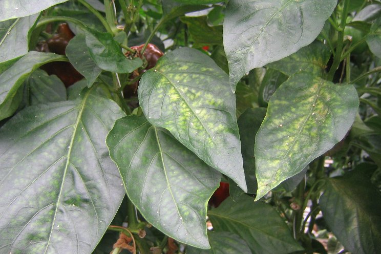 Biological control of spider mites in peppers