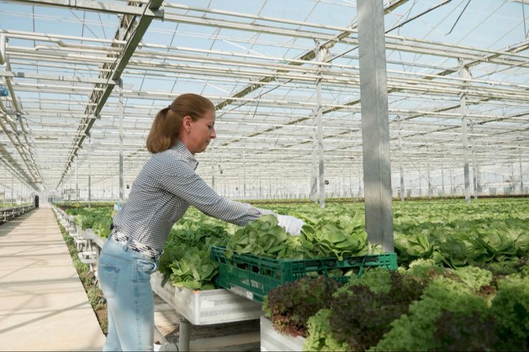 A hydroponic vegetable farm applying the most advanced tech from Israel