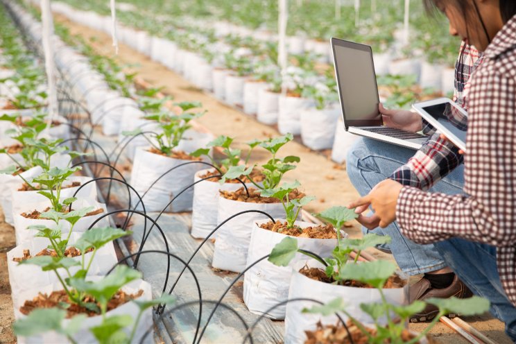 How an investment in analytics helps growers