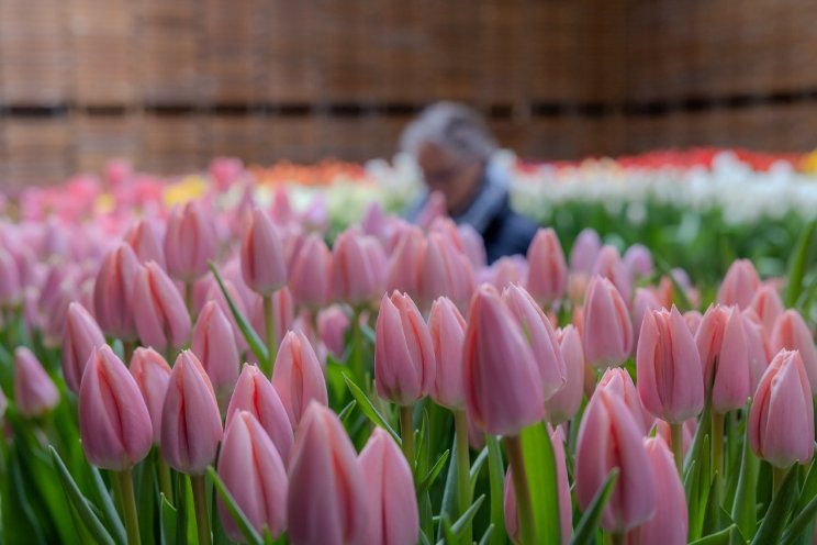 7th edition Tulip Trade Event to be held in 2026