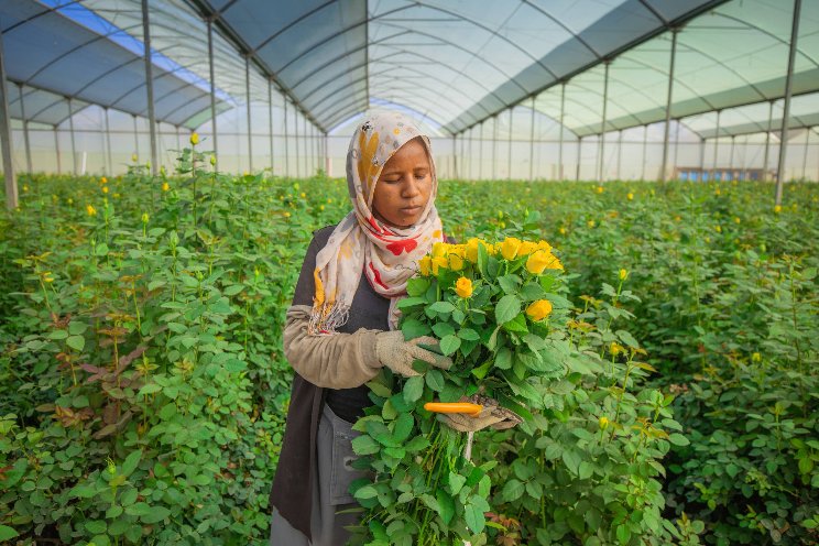 Ethiopia's approach towards the floriculture sector