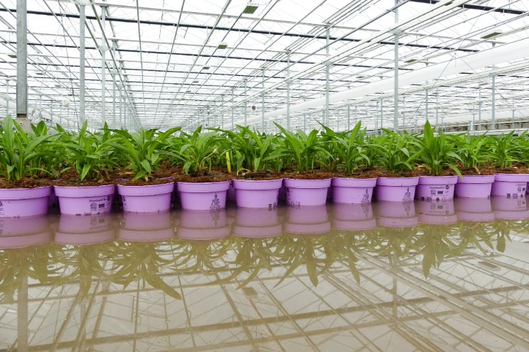 Water secrets for growers: Save more than you think!