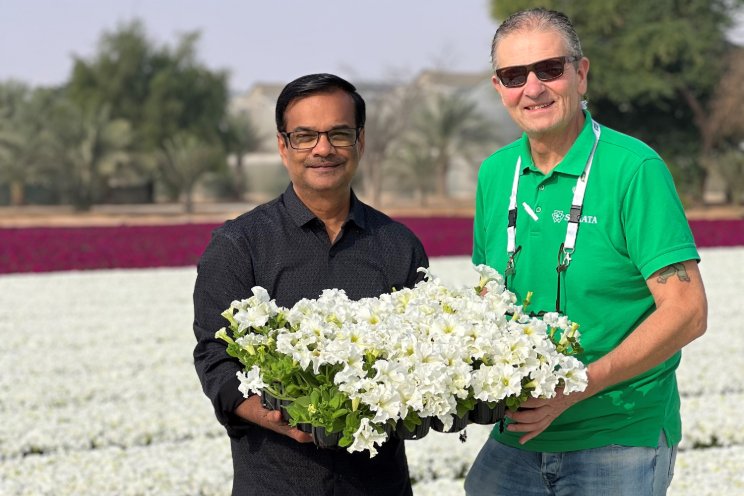 A promising winter seasonal bedding flower in the Arabian Peninsula