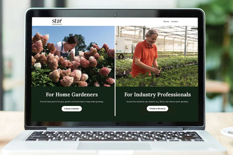 Star Roses and Plants launches redesigned website