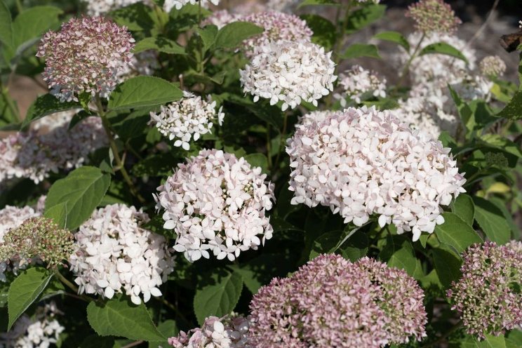 See what's trending in shrub breeding