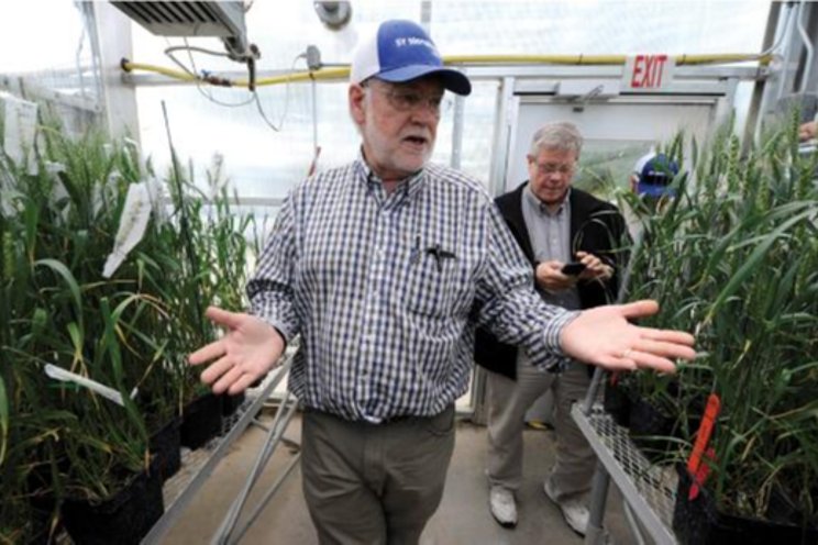 The dawn of hybrid wheat