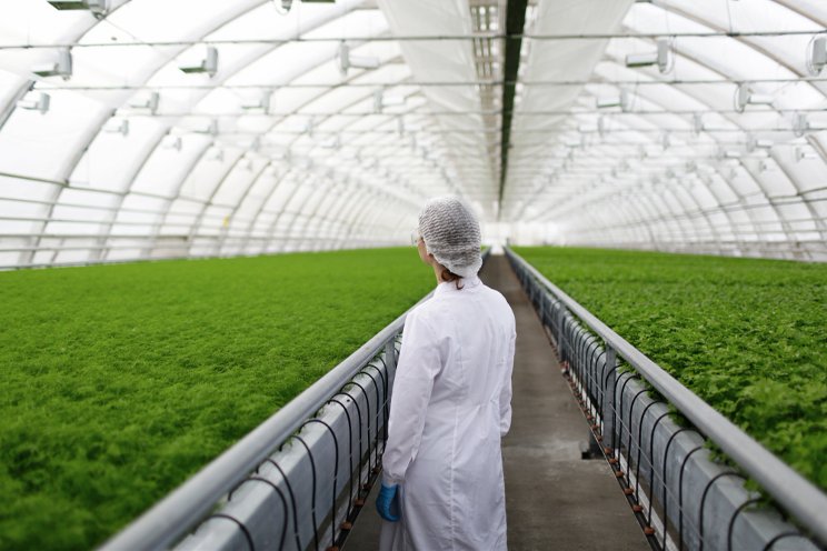 Are hydroponic farms green farms?