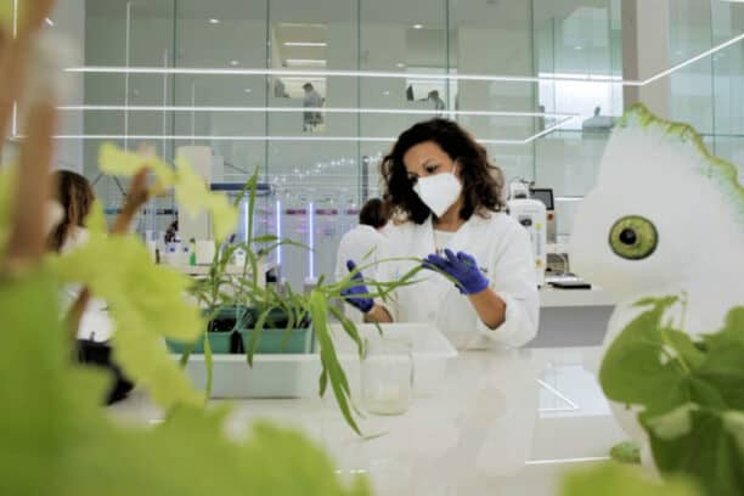 Bayer links up with Kimitec for biological crop protection