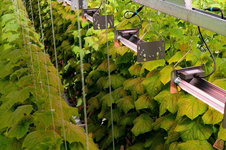 Bloem and Helle-Tech to revolutionise greenhouse lighting in Finland