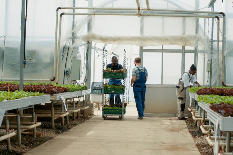 Hydroponic greenhouses becoming more popular in the North