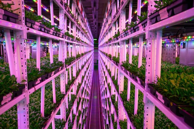 WW2 air raid shelter turned into an underground farm
