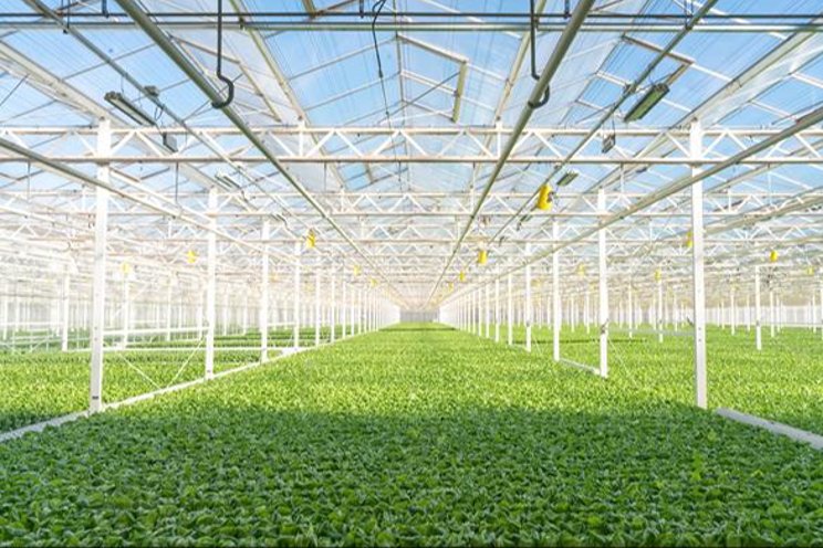 Gotham Greens expands in Texas with greenhouse opening