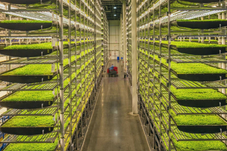 AeroFarms reveals patented tech for microgreen production